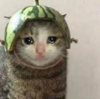 MELON币
